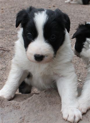 Click for large image