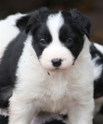 Click for large image