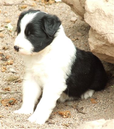 Click for large image