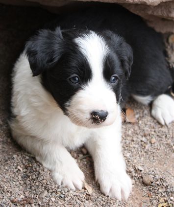 Click for large image