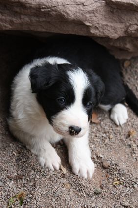 Click for large image