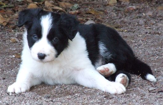 Click for large image