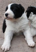 Click for large image