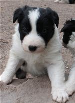 Click for large image