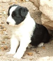 Click for large image