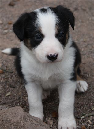 Click for large image