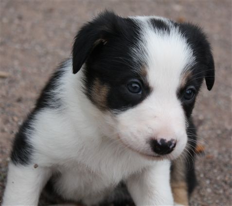 Click for large image