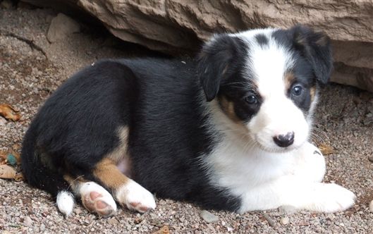 Click for large image