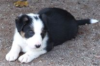 Click for large image