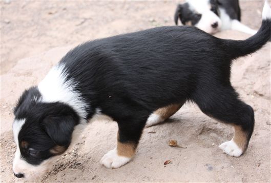 Click for large image