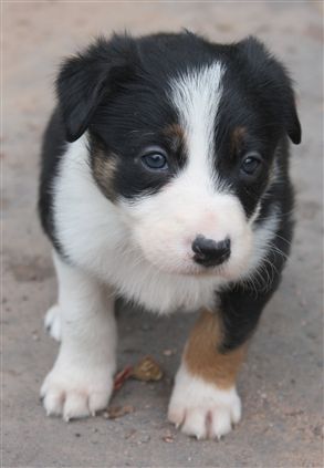 Click for large image