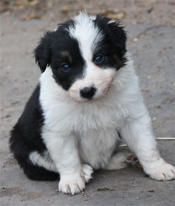 Click for large image