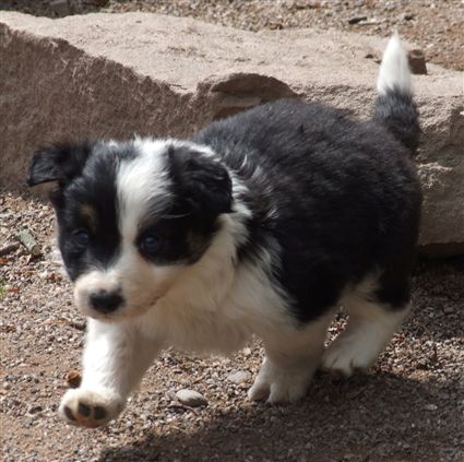 Click for large image