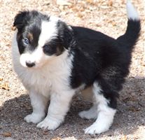 Click for large image