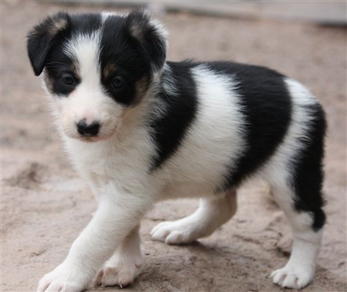 Click for large image