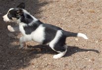 Click for large image