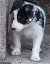 Click for large image