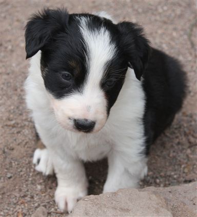 Click for large image