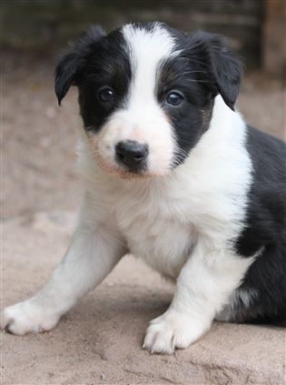 Click for large image