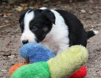 Click for large image