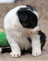 Click for large image