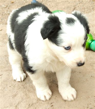 Click for large image