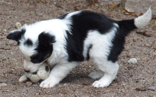 Click for large image