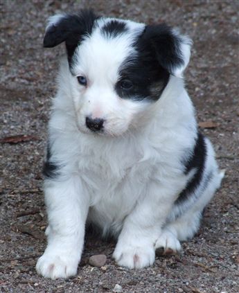 Click for large image