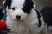 Click for large image