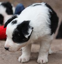 Click for large image