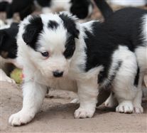 Click for large image