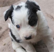 Click for large image