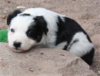 Click for large image