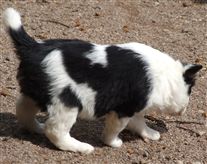 Click for large image