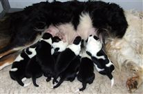 Click for large image