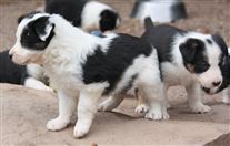 Click for large image