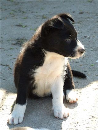 Click for large image