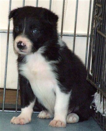 Click for large image