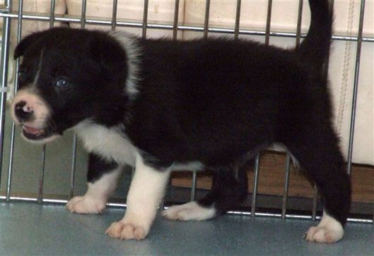 Click for large image