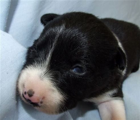 Click for large image