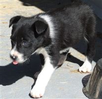 Click for large image