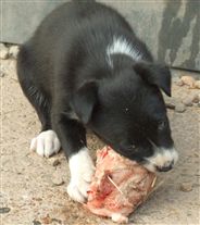 Click for large image