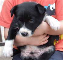 Click for large image