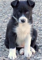 Click for large image