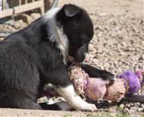 Click for large image