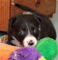 Click for large image