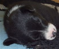 Click for large image