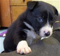 Click for large image