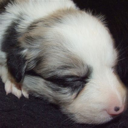 Click for large image