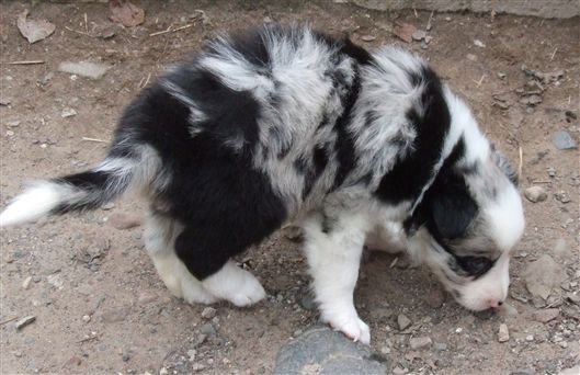 Click for large image